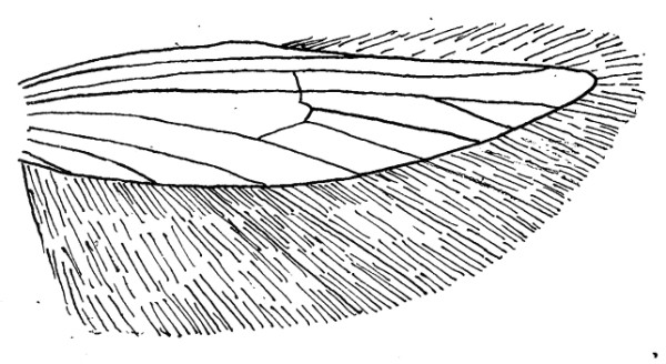 Achtervleugel met aderstelsel en franje van het Koolmotje (Plutella xylostella).
